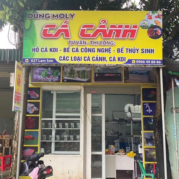 Mẫu bảng hiệu cửa h&agrave;ng c&aacute; cảnh Dũng Moly