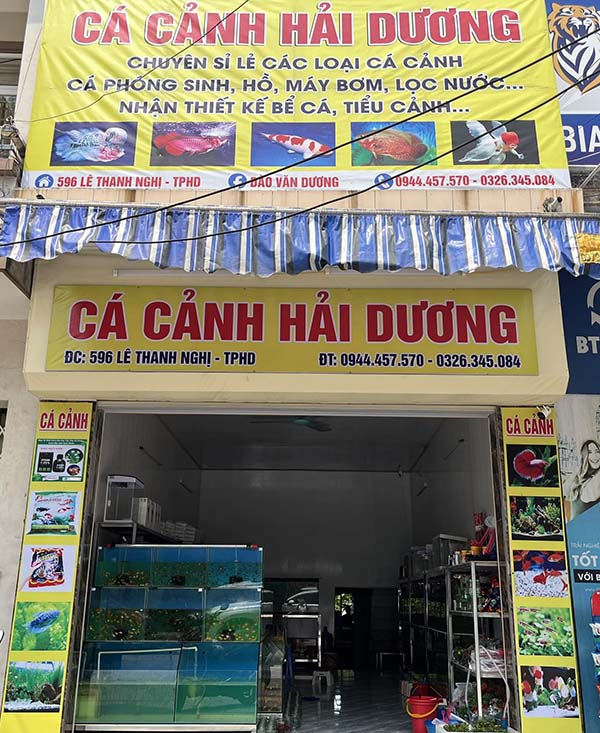 Mẫu bảng hiệu c&aacute; cảnh Hải Dương