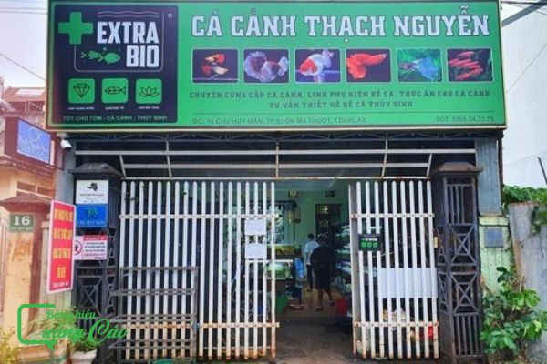Bảng hiệu cá cảnh Thạch Nguyễn